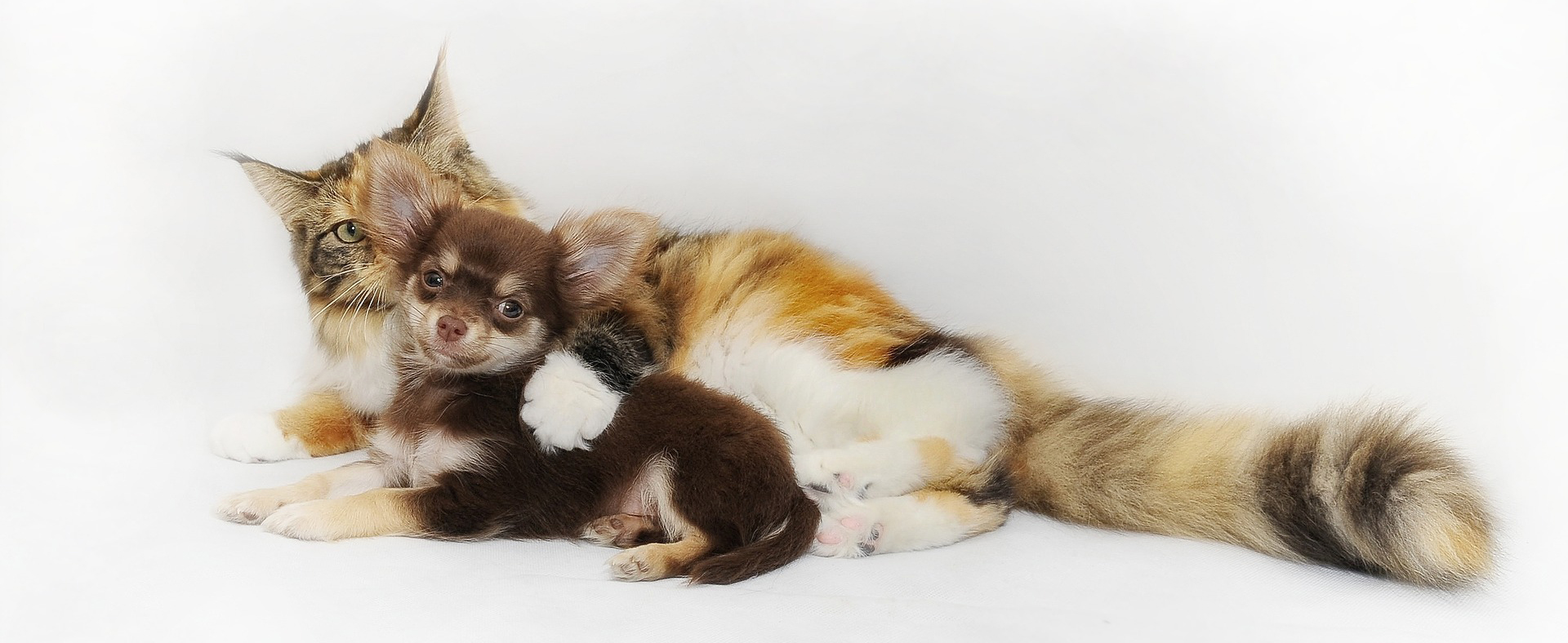 Mariposa Gardens Apartments 